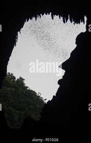 Exode des chauves-souris quitter Deer Cave dans le parc national du Gunung Mulu. Ils passent par une formation naturelle qui ressemble à Abraham Lincoln. Banque D'Images