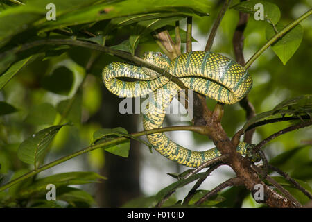 Wagler's Pit Viper (Tropidolaemus wagleri) sur une branche. Banque D'Images