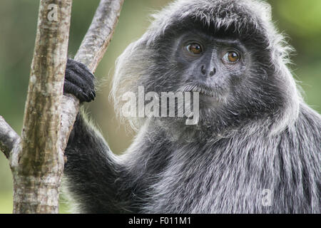 Close up d'un langur argenté (Trachypithecus cristatus) perché dans un arbre. Banque D'Images