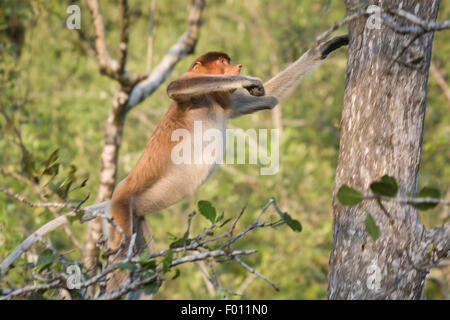 Proboscis Monkey (Nasalis larvatus) sautant d'arbre en arbre. Banque D'Images