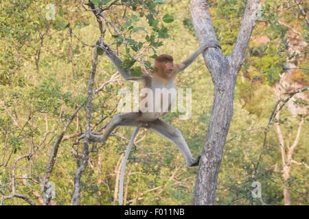 Proboscis Monkey (Nasalis larvatus) escalade de la cime des arbres à. Banque D'Images