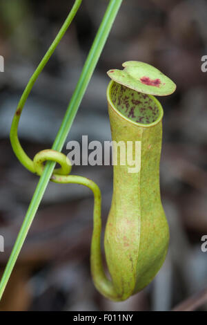 Close up d'un pichet d'une sarracénie (Nepenthes sp.), une plante carnivore originaire de Sarawak, Malaisie. Banque D'Images