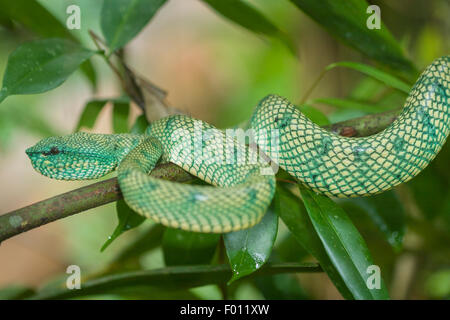 Close up of a wild Wagler's Pit Viper (Tropidolaemus wagleri) sur une branche d'arbre. Banque D'Images