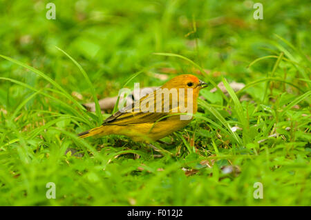 Setophaga petechia, paruline jaune, des jardins botaniques, Rio de Janeiro, Brésil Banque D'Images