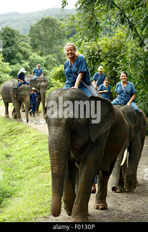 Les éléphants d'Asie (Elephas maximus) dans jungle trail, Thai Elephant Home, Keudchang Maetang, Chiang Mai, Thaïlande