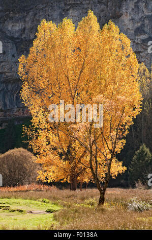 Poplar tree, Populus nigra, dans des couleurs automnales au Cañon del Rio Lobos Parc naturel. Soria. L'Espagne. Banque D'Images