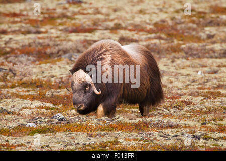 Boeuf musqué, Ovibos moschatus, dans le parc national de Dovrefjell, Dovre, la Norvège. Banque D'Images