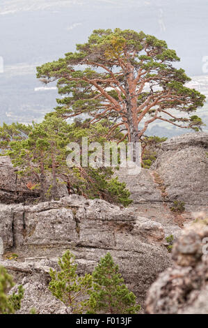 Le pin sylvestre, l'indigène Pinus sylvestris. Castroviejo. Duruelo de la Sierra. Soria. L'Espagne. Banque D'Images