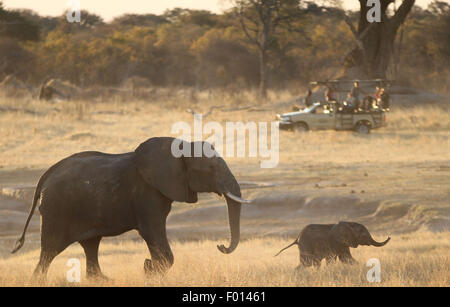 Hwange, Zimbabwe. Le 05 août, 2015. Les éléphants ont vu dans l'un des éléphants d'Afrique' principaux migrateurs dans l'ouest du parc national de Hwange au Zimbabwe, le 5 août, 2015. Les autorités zimbabwéennes ont dans cette semaine a imposé une interdiction sur la chasse au gros gibier autour de Hwange à sauver les éléphants, lions, léopards, guépards de chasseurs titulaires dans le service d'indignation après le meurtre brutal de Cecil, le lion tué par un dentiste américain Walter Palmer dans une ferme privée bordant le parc national de Hwange au début de juillet. Source : Xinhua/Alamy Live News Banque D'Images