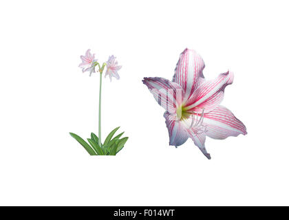 Amaryllis fleur et plante entière et libre blanc et rose isolé sur blanc. Banque D'Images