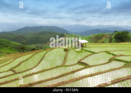 Champ de riz en terrasses vert dans Pa Pong Pieng, Chiang Mai, Thaïlande Banque D'Images