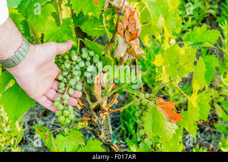 L'amour pour les plantes et de bons fruits, de race blanche haute part de bien vouloir s'occupe de jeunes tas de raisins encore immatures au milieu d'un écrin vert feuilles Banque D'Images