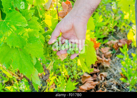 L'amour pour les plantes et de bons fruits, de race blanche haute part de bien vouloir s'occupe de jeunes tas de raisins encore immatures au milieu d'un écrin vert feuilles Banque D'Images