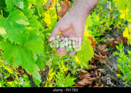 L'amour pour les plantes et de bons fruits, de race blanche haute part de bien vouloir s'occupe de jeunes tas de raisins encore immatures au milieu d'un écrin vert feuilles Banque D'Images