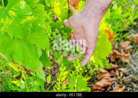 L'amour pour les plantes et de bons fruits, de race blanche haute part de bien vouloir s'occupe de jeunes tas de raisins encore immatures au milieu d'un écrin vert feuilles Banque D'Images