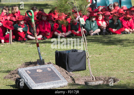 Centenaire de la bataille de Lone Pine entre les forces australiennes et ottoman pendant la Première Guerre mondiale, est célébré en Public School, à Sydney, en Australie. Le gouverneur de Nouvelle-Galles du Sud, le général David Hurley a planté le Lone Pine et dévoilé une plaque de cérémonie. Banque D'Images