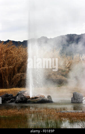 L'éruption du geyser de Calistoga, Californie. Banque D'Images