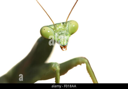 Mante religieuse verte isolated on white Banque D'Images