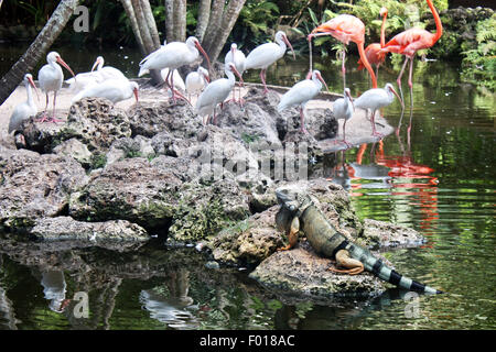 Iguana dans flamingo garden Banque D'Images