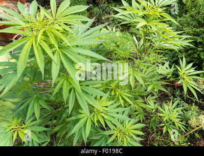 Cinq plants de marijuana, Cannabis Sativa plantes en extérieur dans un jardin en Hollande. Banque D'Images