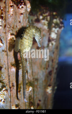 Dans l'Aquarium d'hippocampes Riverhead Suffolk County Long Island New York hippocampe Banque D'Images