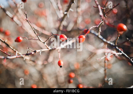 Chien d'automne de guérison-rose fruits rouges Banque D'Images