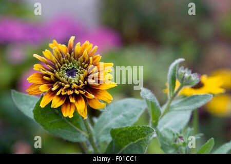 Rudbeckia culture des fleurs dans une frontière. Banque D'Images