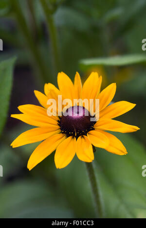 Rudbeckia culture des fleurs dans une frontière. Banque D'Images