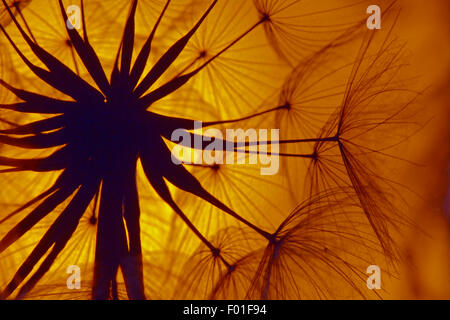 Tête de semence de Goatsbeard Tragopogon pratensis contre le soleil couchant Banque D'Images