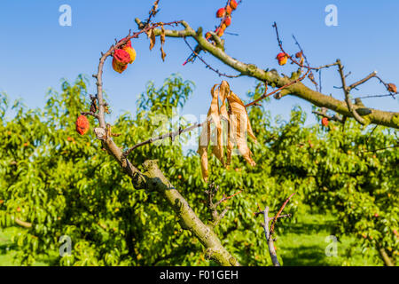 Problèmes de l'agriculture - fruits secs sur mourir peach tree sans les feuilles saines entre les pays en italien Banque D'Images