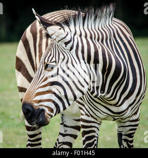 Le zèbre de Hartmann (Equus zebra hartmannae) Banque D'Images