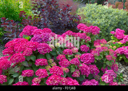 Hortensias en fin juillet à la frontière Banque D'Images