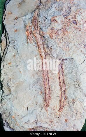 Voltzia heterophylla, conifère fossile du Permien et du trias de périodes. Banque D'Images