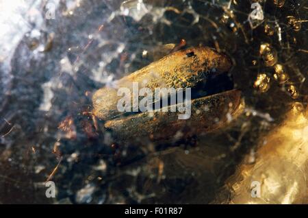 Un insecte dans l'ambre. Banque D'Images