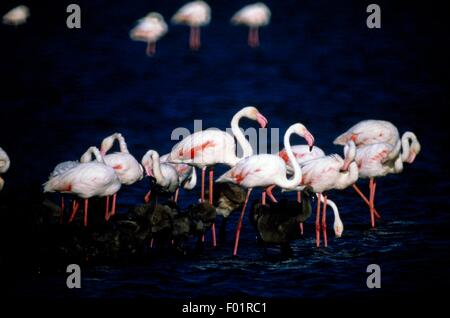 Plus de flamants roses (Phoenicopterus roseus) dans le Parc Naturel Régional de Camargue (Parc naturel régional de Camargue), Provence-Alpes-Côte d'Azur, France. Banque D'Images