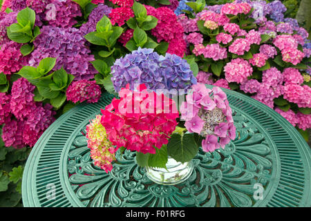 Hortensias et table de jardin avec arrangement de fleurs en été Banque D'Images