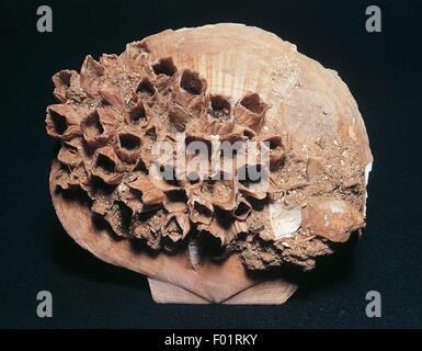 Balane Balanus sp (fossile), Cirripedia, sur Flabellipecten, Bivalvia, Pliocène, Sicile, Italie. Banque D'Images