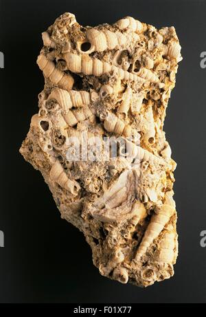 Des fossiles - Protostomia - Mollusca Gastropoda - escargot de mer - Turritella - Allemagne - Miocène. Banque D'Images
