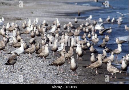 European Herring Gull (Larus argentatus) et le goéland à bec cerclé (Larus delawarensis) volant au-dessus du lac Érié, Parc National de la Pointe-Pelée, Ontario, Canada. Banque D'Images