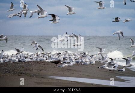 European Herring Gull (Larus argentatus) et le goéland à bec cerclé (Larus delawarensis) volant au-dessus du lac Érié, Parc National de la Pointe-Pelée, Ontario, Canada. Banque D'Images