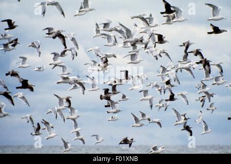 European Herring Gull (Larus argentatus) et le goéland à bec cerclé (Larus delawarensis) volant au-dessus du lac Érié, Parc National de la Pointe-Pelée, Ontario, Canada. Banque D'Images