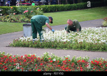 Les travailleurs ont tendance à Conseil de fleurs dans les jardins de Leys Hall Park, Matlock, Derbyshire England UK Banque D'Images