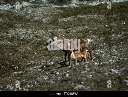 Le caribou des bois femelle avec bébé (Rangifer tarandus caribou), Yukon, Canada. Banque D'Images