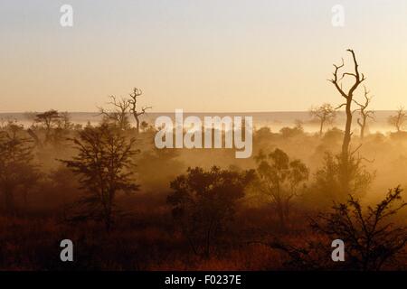 Au lever du soleil, la forêt Camp Metsi-Metsi, Kruger National Park, Afrique du Sud. Banque D'Images