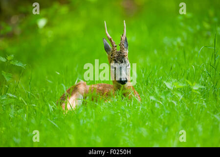 Le Chevreuil (Capreolus capreolus), buck se reposant dans un pré, Basse-Saxe, Allemagne Banque D'Images