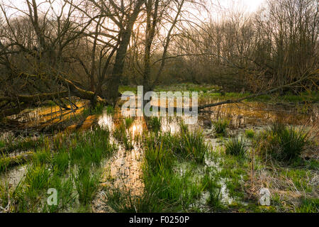 Rivière bois prairie avec les saules (Salix sp.), printemps, réserve naturelle Drömling, Basse-Saxe, Allemagne Banque D'Images