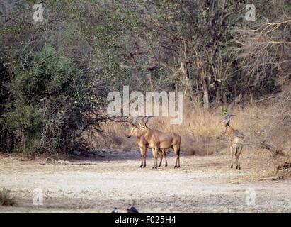 Bubale Alcelaphus buselaphus ouest (majeure), Parc National de la Pendjari, au Bénin. Banque D'Images