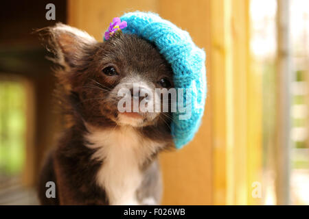 Chihuahua puppy wearing hat tricoté Banque D'Images