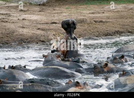 L'Hippopotame (Hippopotamus amphibius), Parc National des Virunga (Liste du patrimoine mondial de l'UNESCO, 1979), République démocratique du Congo. Banque D'Images