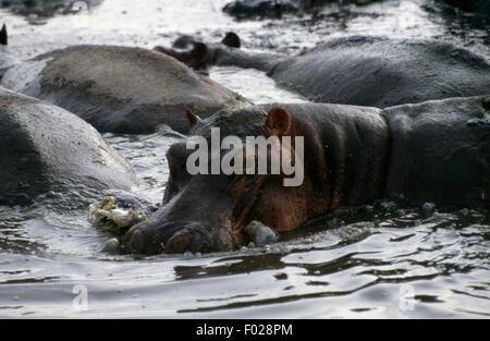 L'Hippopotame (Hippopotamus amphibius), Parc National des Virunga (Liste du patrimoine mondial de l'UNESCO, 1979), République démocratique du Congo. Banque D'Images